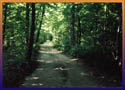 Walk thru the Woods 